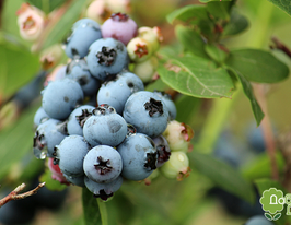 Лохина Нільсен 7-х річнакупити