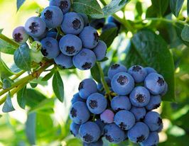 Лохина Ріка 7-х річнакупити