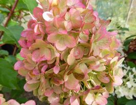 Гортензия метельчатая Пастель грин (Pastel green) купить