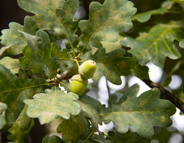 Дуб обычный (2-х год) (communis quercus) 1 шт купить