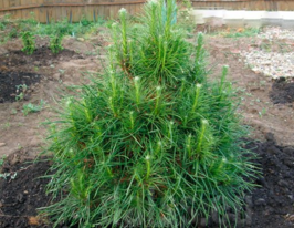 Сосна обыкновенная (Pinus sylvestris) купить