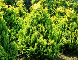 Кипарисовик Еректа Ауреа (Erecta Aurea)купити