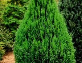 Кипарисовик Эректа Виридис (Erecta Viridis) купить
