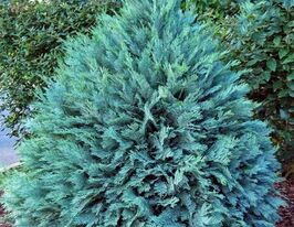 Кипарисовик Лавсона Пембери Блу (Pembury Blue) купить