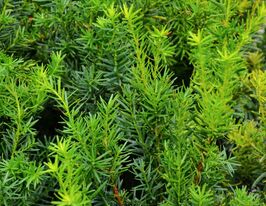 Тис середній Хіксіі (Hicksii)купити