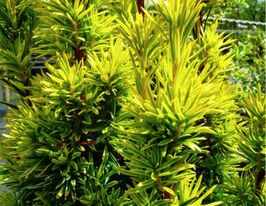 Тис ягідний Фастігіата Ауреа (Fastigiata Aurea)купити