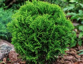 Туя западная Даника Ауреа (Danika Aurea) купить