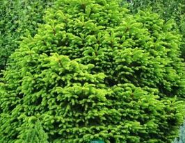 Ялина звичайна Пігмея (Pygmaea)купити