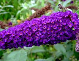 Буддлея Давида Африкан Квин (African Queen) купить