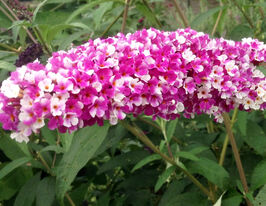 Буддлея Давида Беррис энд Крим (Berries and Cream) купить