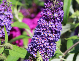 Буддлея Давида Эмпайр Блю (Empire blue) купить