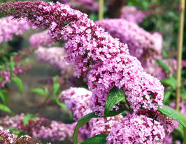 Буддлея Давида Пинк Делайт (Pink Delight) купить