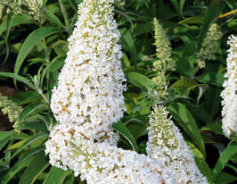Будлея Давида Вайт Профьюжн (White Profusion)купити