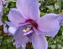 Гибискус сирийский Блю Шифон (Blue Chiffon) купить