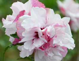 Гибискус сирийский Фрэнч кабарэ Пастэль купить