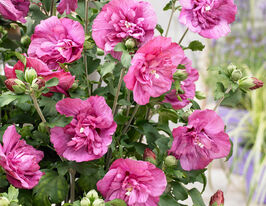 Гибискус сирийский Дюк де Брабант (Duc de Brabant) купить