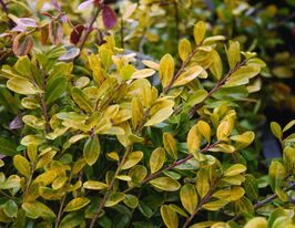 Падуб городчатый Голдэн Джэм (Golden Gem) купить