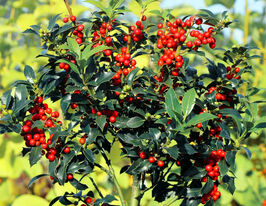 Падуб остролистный Аляска (Alaska) купить