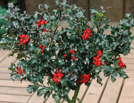 Падуб Мезерва Блю Мэйд (Blue Maid) купить