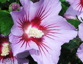 Гибискус сирийский Пинк Флирт (Pink Flirt) купить