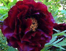 Пион древовидный Блэк (Black) купить