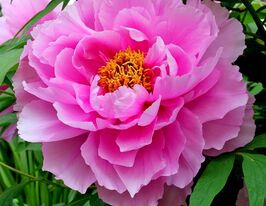 Пион древовидный Розовый (Pink) купить