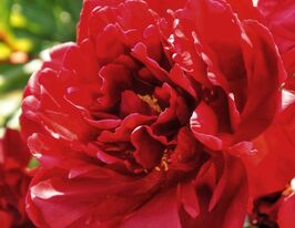 Пион древовидный Красный (Red) купить