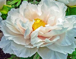 Пион древовидный Вайт (White) купить