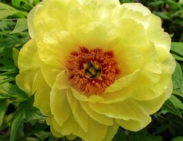 Пион древовидный Еллоу (Yellow) купить