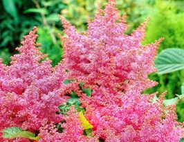 Астильба Астари Роуз Ред Шейдс купить