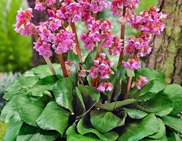 Бадан сердцелистный Пурпуреа (Purpurea) купить