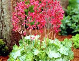 Гейхера криваво-червона Лехткафер (Leuchtkafer)купити