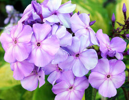 Флокс волотистий Лілак Тайм (Lilac Time)купити