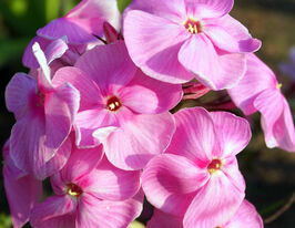 Флокс метельчатый Майес Копийн (Mies Copijn) купить