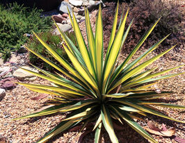 Юкка нитчатая Колор Гуард (Color Guard) купить