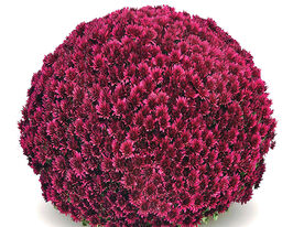 Хризантема Адуро Пурпурный (Aduro Purple) купить