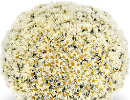 Хризантема Банфі Вайт (Banfi White)купити