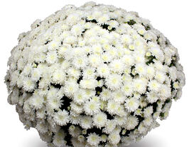 Хризантема Бельведер (Belvedere)купити