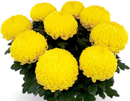 Хризантема Каракас Жовта (Caracas Jaune)купити
