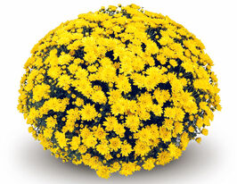 Хризантема Конако Єллоу (Conaco Yellow)купити