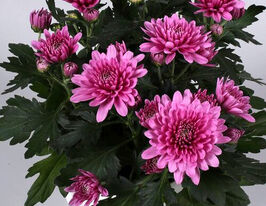 Хризантема Да Винчи Дарк Пинк (Da Vinci Dark Pink) купить