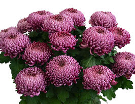 Хризантема Еден Блю (Edenblue)купити