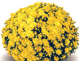 Хризантема Елда Еллоу (Elda Yellow)купити