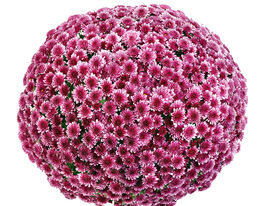 Хризантема Коорі Пінк (Koori Pink)купити