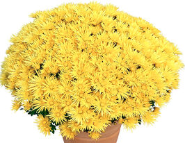 Хризантема Люксор жовта (Luxor Jaune)купити