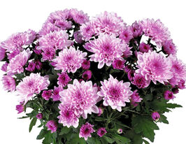 Хризантема Маунт Вентукс (Mount Ventoux)купити