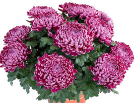 Хризантема Невада Віолет (Nevada Violet)купити