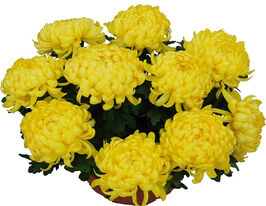 Хризантема Полога жовта (Polojo Jaune)купити