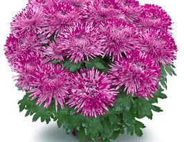 Хризантема Сантош Віолет (Santosh Violet)купити