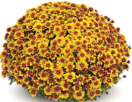 Хризантема Токка Оранж (Tocca Orange) купить